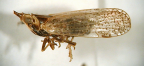 <I>Dysoliarus unicornis</I> Fennah, adult