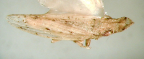 <I>Mapochiella woodwardi  </I>Evans, adult.