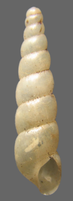 <em>Subulina octona</em>. Height of shell: 22 mm