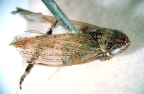<I>Arawa detracta </I> (Walker), holotype male.