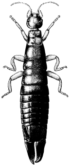 Anisolabididae