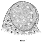 Family Doridomorphidae. <i>Doridomorpha gardineri</i> on its food, a coenothecalian coral. (from Beesley, Ross & Wells 1998) [L. Newman]