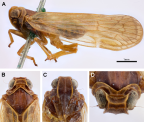 <i>Chidaea dayi</i> Emeljanov. A: <i>habitus</i>, B-D: head.