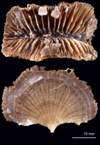 Calicular and lateral views of Flabellum folkesoni