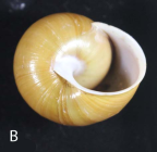 <i>Pallidelix simonhudsoni</i> holotype shell, ventral