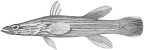Serranidae: Epinephelinae: Liopropomini