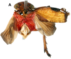 <i>Olonia rubicunda</i> (Walker), holotype female