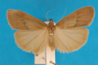 <i>Ctenosia infuscata</i> Lower, 1902, male