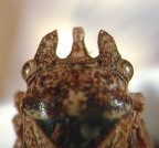 <I>Cornutipo tricornis </I>(Evans), dorsal view.
