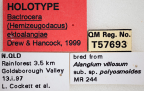 <i>Bactrocera (Hemizeugodacus) ektoalangiae</i> Holotype label