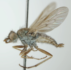 <I>Neodialineura spinosa</I>  Male