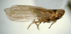 <I>Larivierea yokunna</I> Löcker & Fletcher, adult