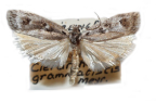 <I>Clerarcha grammatistis </I>Meyrick, 1890 [photo by Len Willan]