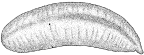 <i>Paracaudina australis</i> (Semper, 1868)