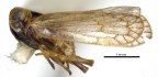 <i>Leades centralis</i> Löcker, holotype male