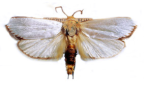 <I>Cryptophasa argyrias</I> Turner, 1906 [photo by Len Willan]