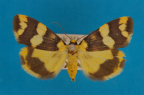 <i>Termessa diplographa</i> Turner, 1899, female