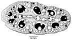 Family Phyllidiidae. <i>Phyllidia ocellata</i>.(from Beesley, Ross & Wells 1998) [S. Weidland]