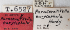 <i>Paraceratitella eurycephala</i> Holotype label