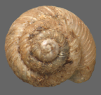 <em>Paralaoma gelida</em>, dorsal view. Diameter of shell: 2.5mm.