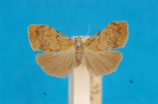 <i>Chiriphe pelochroa</i> (Hampson, 1914), male