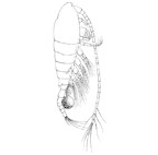 <I>Calamoecia salina</I>, female, lateral