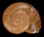 <em>Austrorhytida capillacea</em>, dorsal view.
Diameter of shell to 28 mm