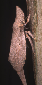 <I>Ledromorpha planirostris </I>(Donovan), adult female.