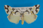 <i>Thallarcha oblita</i> (R. Felder & Rogenhofer, 1875), male