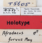 <i>Afrodacus furvus</i> Holotype label