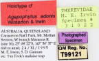 <i>Agapophytus adonis</i> Holotype label