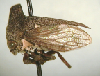 <I>Eufairmairiella curvicaudus</I> (Goding), adult female.
