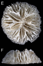 Calicular and lateral views of Rhombopsammia niphada