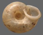 <i>Vallonia excentrica</i>, ventral view.