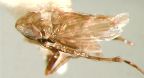 <I>Horouta jahmoi</I> Fletcher, holotype male.