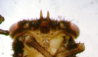 <i>Ipoides hackeri</i> Evans, nymph, ventral view of head showing pointed processes.