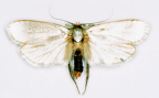 <I>Cryptophasa epixysta</I> Turner, 1917 [photo by Len Willan]