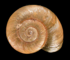 <em>Austrorhytida glaciamans</em>, dorsal view.
Diameter of shell: 13 mm