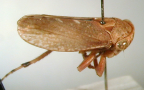<i>Relipo oenpellensis</i> Evans, type species of <i>Relipo</i> Evans.