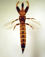 <em>Grypothrips okrius</em>, an opportunistic invader