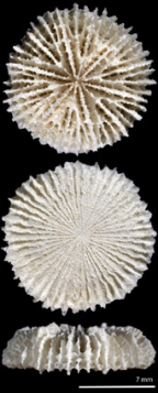 <i>Fungiacyathus (Bathyactis) margaretae</i>, upper and lower surfaces, and side view of skeleton.