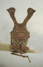 <i>Lubra spinicornis</i> (Walker), adult, frontal view, typical form.