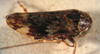 <i>Eurypella tasmaniensis</i> (Evans), type species of <i>Eurypella</i> Evans.
