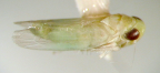 <i>Austroasca merredinensis</i> Lower, adult female.