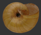 <em>Annabelllia subglobosa</em>, ventral view.
