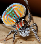 <i>Maratus volans</i> (O.P. Cambridge, 1874)