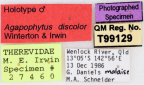 <i>Agapophytus discolor</i> Holotype label