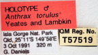 <i>Anthrax torulus</i> Holotype label