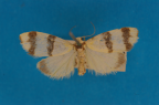 <i>Thallarcha mochlina</i> (Turner, 1899), female