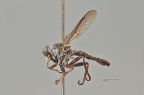 <I>Ommatius limbatus</i> holotype male (photo by G. Daniels)